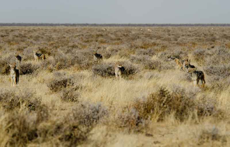 Chacal - parque nacional de Etosha - Namibia 5.jpg